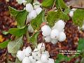 2003-1121Snowberry